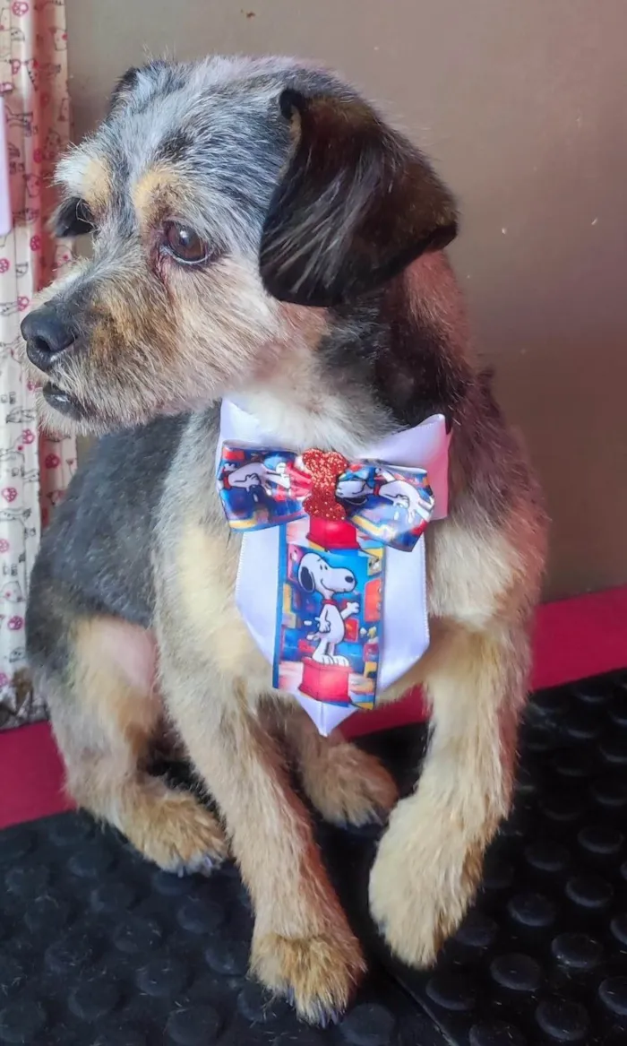 Cachorro ra a SRD-ViraLata idade 4 anos nome Kênai