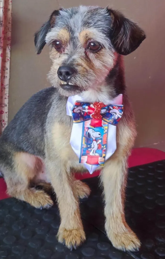 Cachorro ra a SRD-ViraLata idade 4 anos nome Kênai