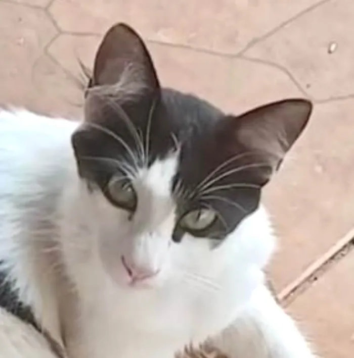 Gato ra a SRD-ViraLata idade 7 a 11 meses nome Bob