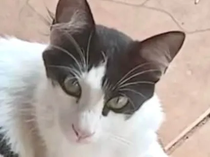 Gato raça SRD-ViraLata idade 7 a 11 meses nome Bob