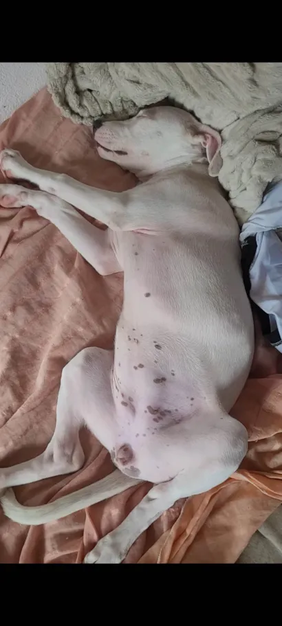 Cachorro raça Pit-Bull idade 2 a 6 meses nome Safira 