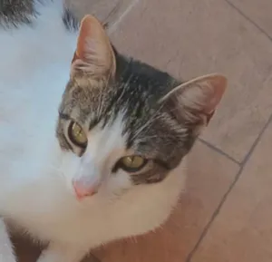 Gato raça SRD-ViraLata idade 7 a 11 meses nome Bento 