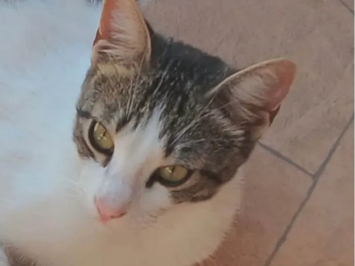 Gato raça SRD-ViraLata idade 7 a 11 meses nome Bento 