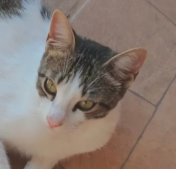 Gato ra a SRD-ViraLata idade 7 a 11 meses nome Bento
