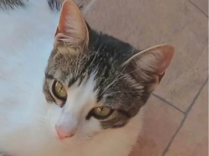 Gato ra a SRD-ViraLata idade 7 a 11 meses nome Bento