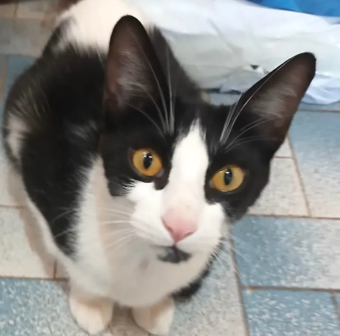 Gato ra a SRD-ViraLata idade 7 a 11 meses nome Bily