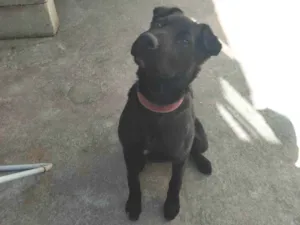 Cachorro raça SRD-ViraLata idade 2 a 6 meses nome Nala 