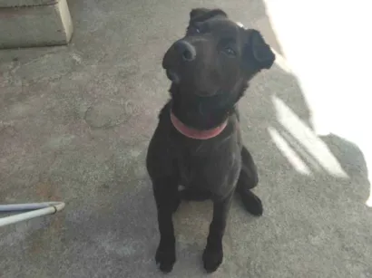 Cachorro raça SRD-ViraLata idade 2 a 6 meses nome Nala 