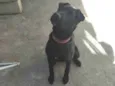 Nala