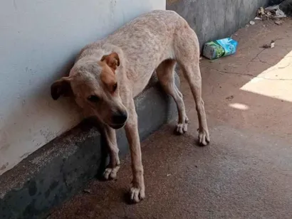 Cachorro raça SRD-ViraLata idade 1 ano nome Atena 