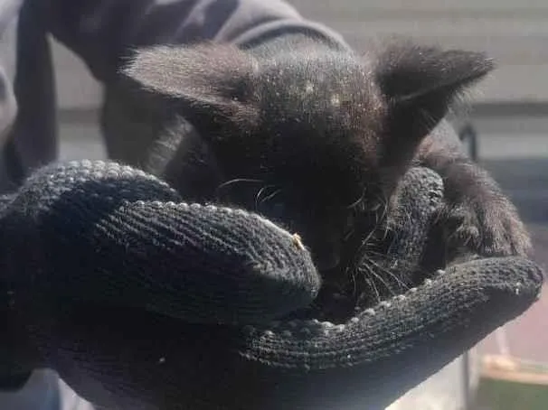 Gato ra a SRD-ViraLata idade Abaixo de 2 meses nome Gatinho branco e preto
