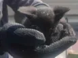 Gatinho branco e preto