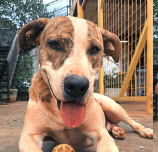 Cachorro ra a SRD-ViraLata idade 1 ano nome Zulu