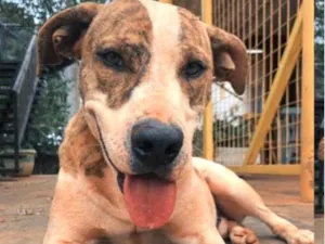 Cachorro raça SRD-ViraLata idade 1 ano nome Zulu 