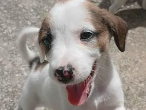 Cachorro raça SRD-ViraLata idade Abaixo de 2 meses nome Amora