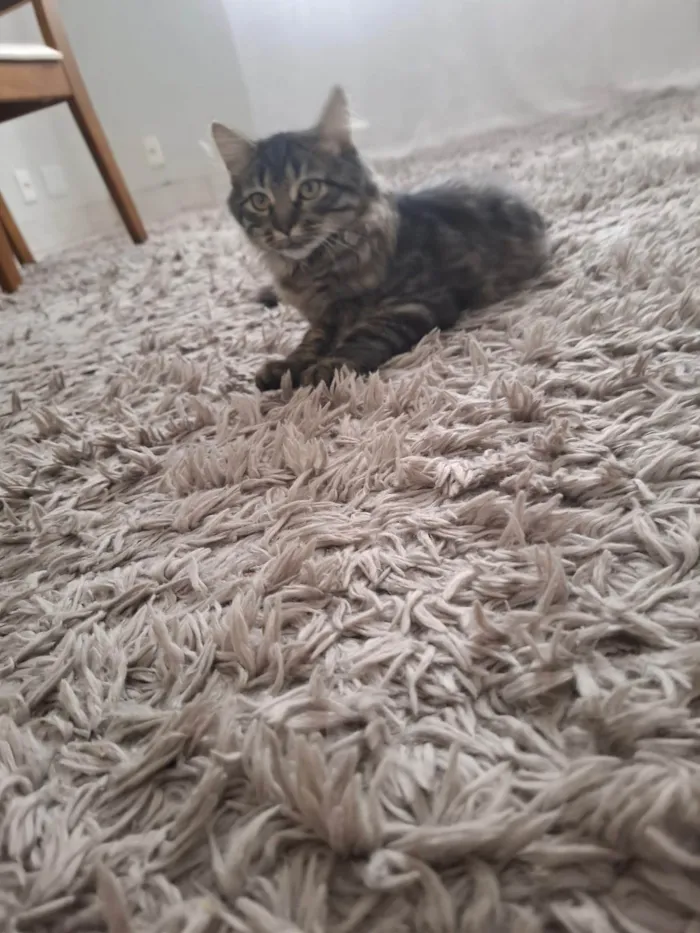 Gato ra a SRD-ViraLata idade 2 a 6 meses nome Marrie