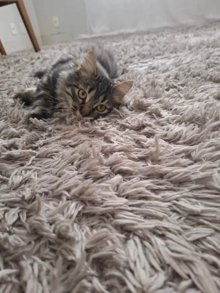 Gato ra a SRD-ViraLata idade 2 a 6 meses nome Marrie