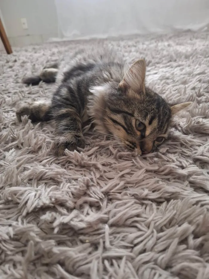 Gato ra a SRD-ViraLata idade 2 a 6 meses nome Marrie