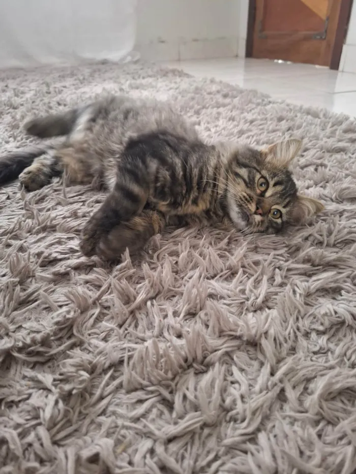 Gato ra a SRD-ViraLata idade 2 a 6 meses nome Marrie