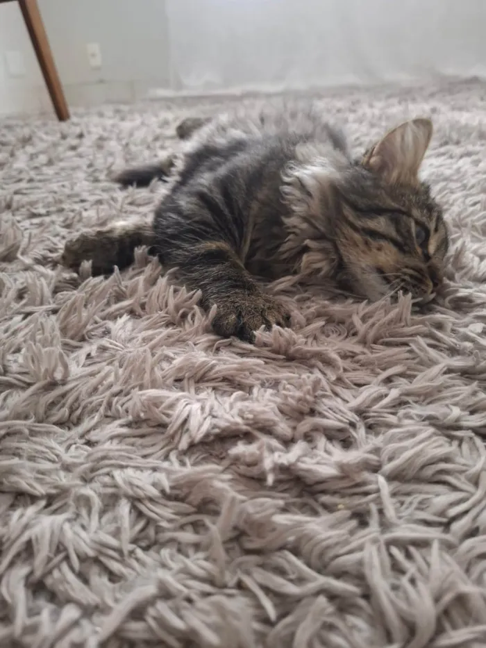 Gato ra a SRD-ViraLata idade 2 a 6 meses nome Marrie