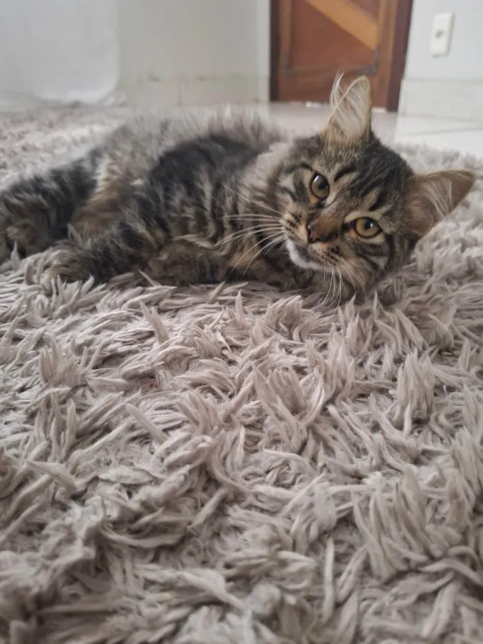 Gato ra a SRD-ViraLata idade 2 a 6 meses nome Marrie