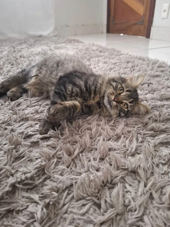 Gato ra a SRD-ViraLata idade 2 a 6 meses nome Marrie