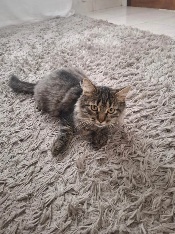 Gato ra a SRD-ViraLata idade 2 a 6 meses nome Marrie