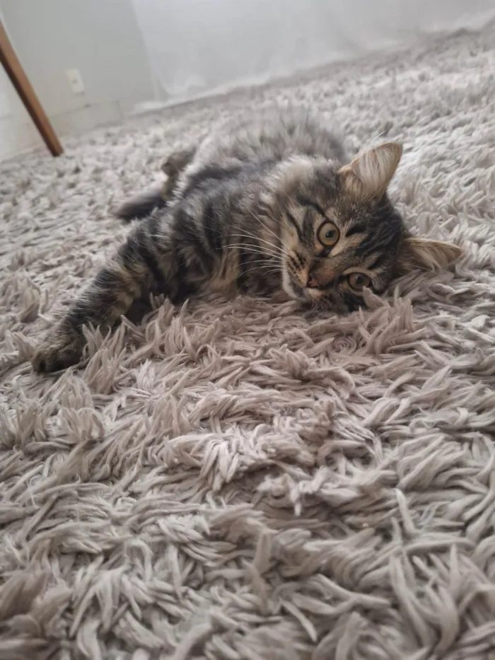 Gato ra a SRD-ViraLata idade 2 a 6 meses nome Marrie