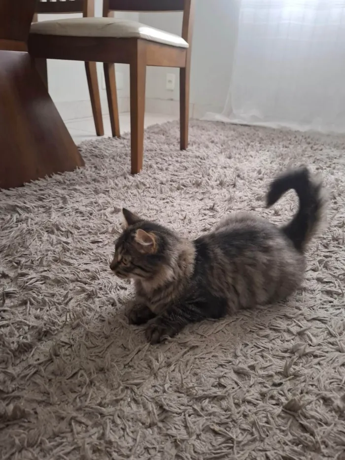Gato ra a SRD-ViraLata idade 2 a 6 meses nome Marrie