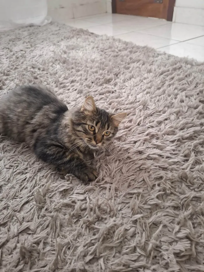 Gato ra a SRD-ViraLata idade 2 a 6 meses nome Marrie