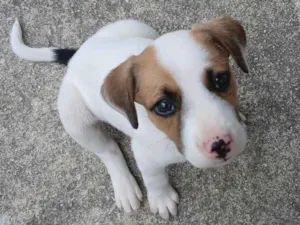 Cachorro raça SRD-ViraLata idade Abaixo de 2 meses nome Luara