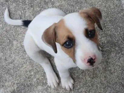 Cachorro raça SRD-ViraLata idade Abaixo de 2 meses nome Luara