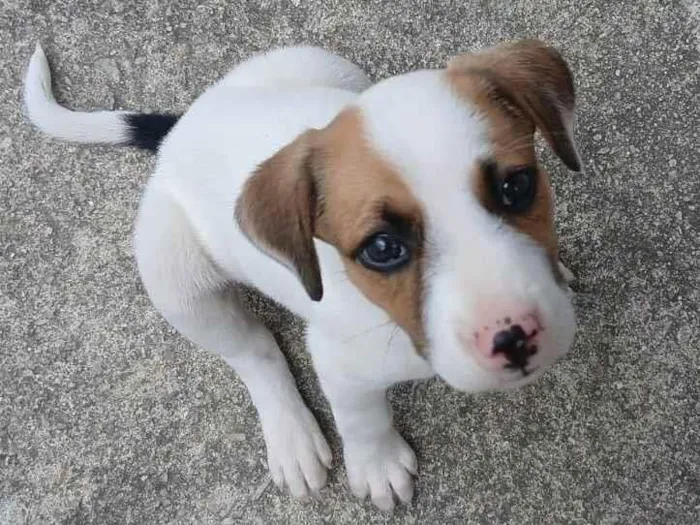 Cachorro ra a SRD-ViraLata idade Abaixo de 2 meses nome Luara