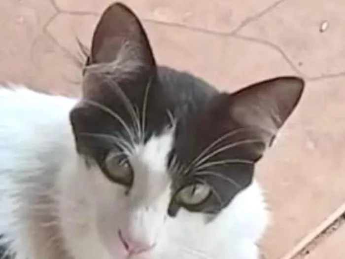 Gato ra a SRD-ViraLata idade 7 a 11 meses nome Bob