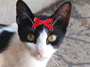 Gato raça SRD-ViraLata idade 7 a 11 meses nome Bia