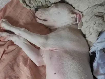 Cachorro raça Pit-Bull idade 2 a 6 meses nome Safira 