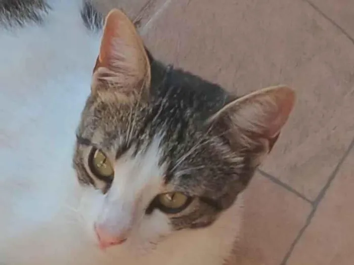Gato ra a SRD-ViraLata idade 7 a 11 meses nome Bento
