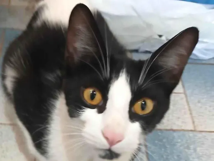 Gato ra a SRD-ViraLata idade 7 a 11 meses nome Bily