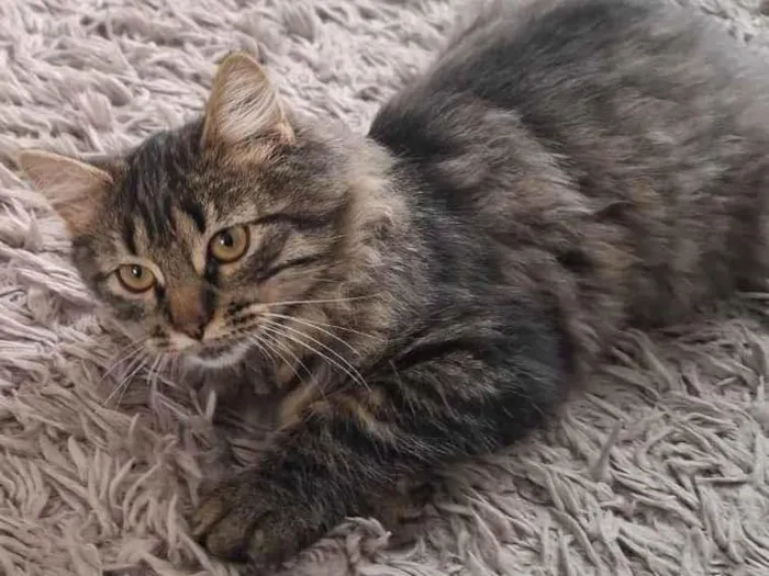 Gato ra a SRD-ViraLata idade 2 a 6 meses nome Marrie
