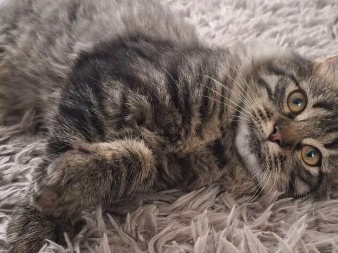 Gato ra a SRD-ViraLata idade 2 a 6 meses nome Marrie