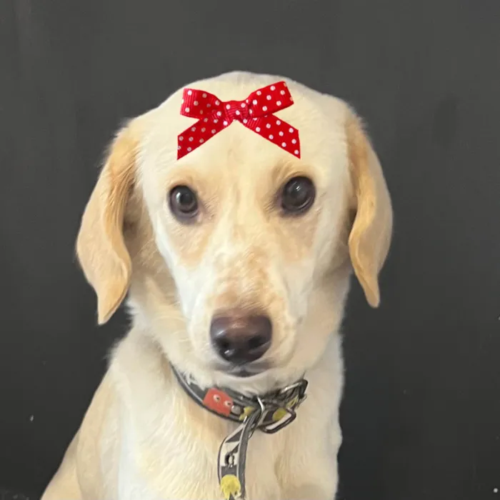 Cachorro raça SRD-ViraLata idade 2 a 6 meses nome Mel 