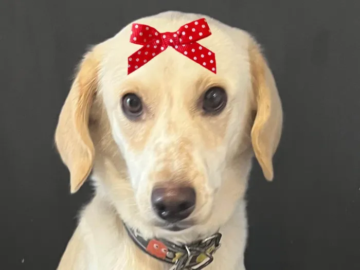 Cachorro raça SRD-ViraLata idade 2 a 6 meses nome Mel 