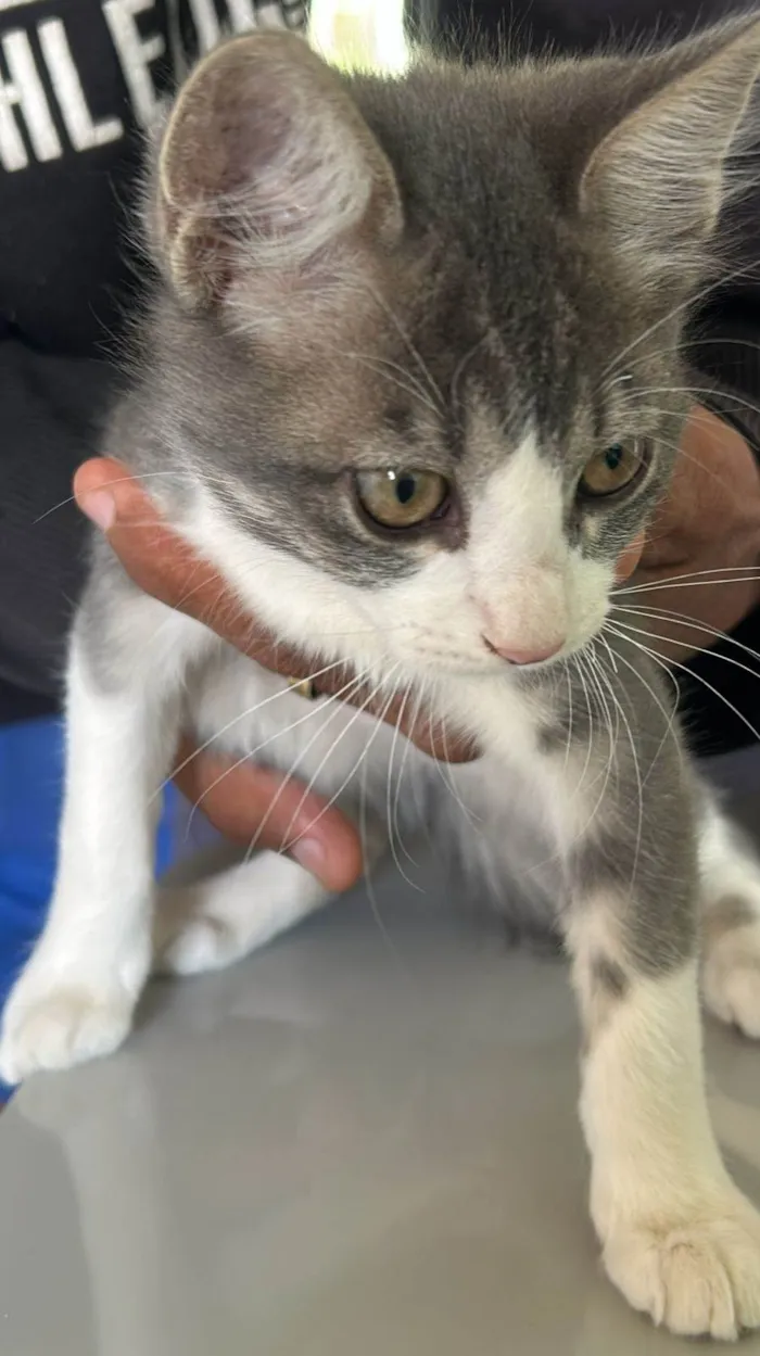 Gato ra a SRD-ViraLata idade 2 a 6 meses nome cinzinha