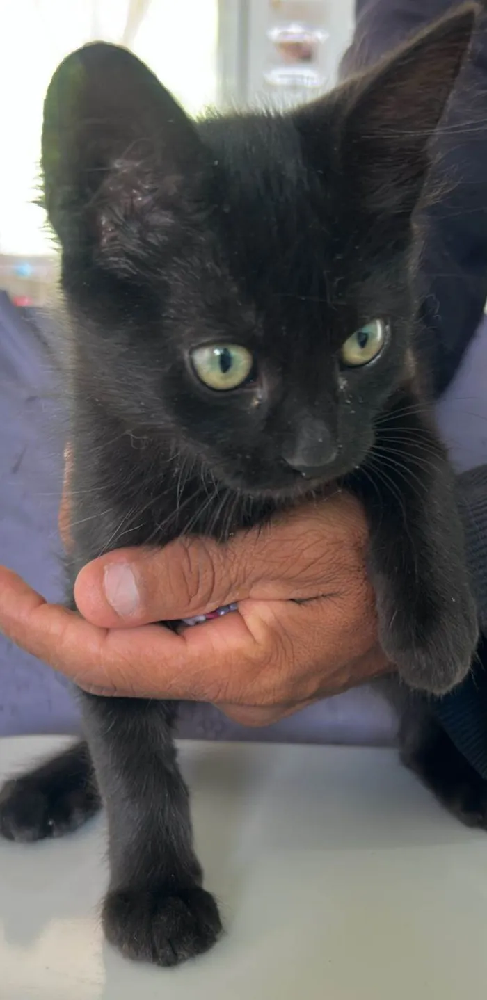 Gato ra a SRD-ViraLata idade 2 a 6 meses nome pretinha