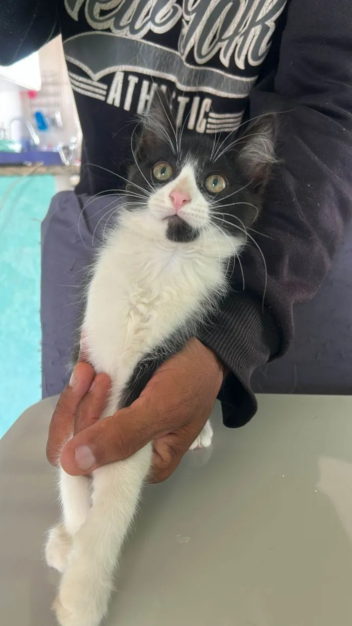 Gato ra a SRD-ViraLata idade 2 a 6 meses nome bonequinha