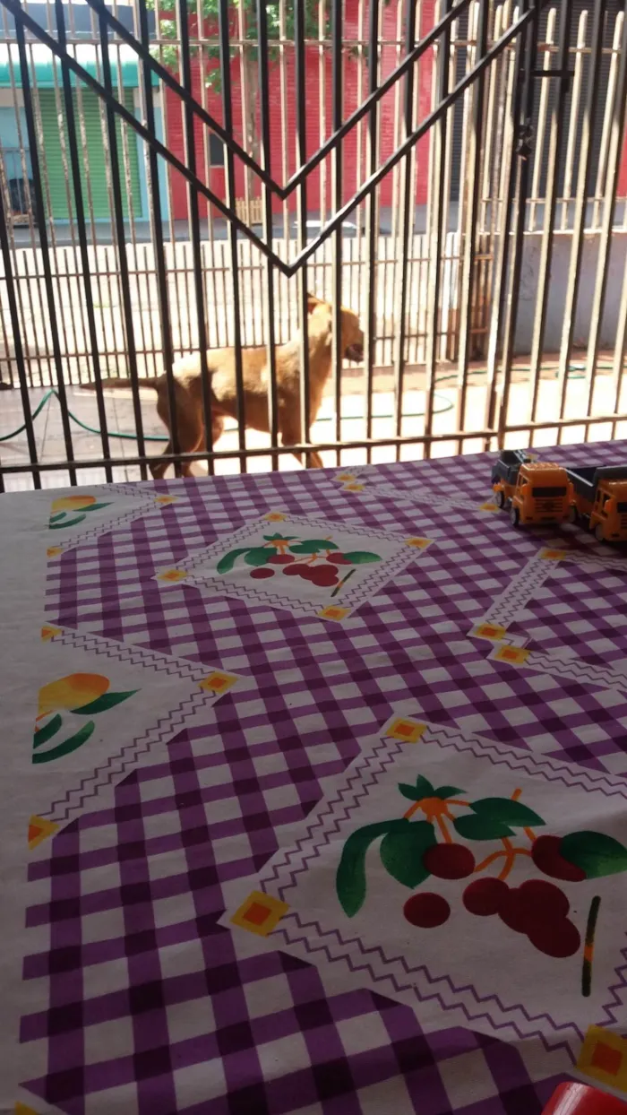 Cachorro ra a SRD-ViraLata idade 2 a 6 meses nome Toto