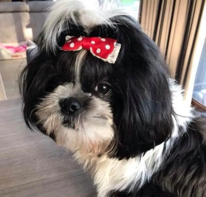 Cachorro ra a Shitzu idade 1 ano nome Mavi 