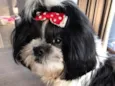 Mavi 