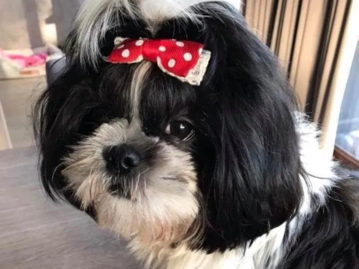Cachorro ra a Shitzu idade 1 ano nome Mavi 