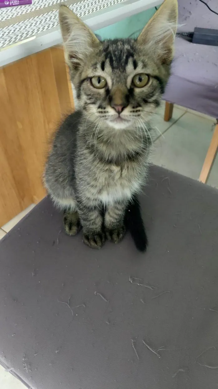 Gato ra a SRD-ViraLata idade 2 a 6 meses nome raposinha
